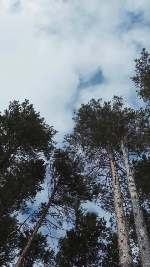 Vertical low angle shot looking up at tall evergreen pine trees in a dense Stock Footage 345212531