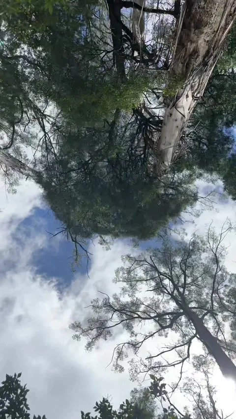 Vertical Low-Angle Shot Looking Up Through Tall Eucalyptus Trees and Branch Stock Footage 345777318