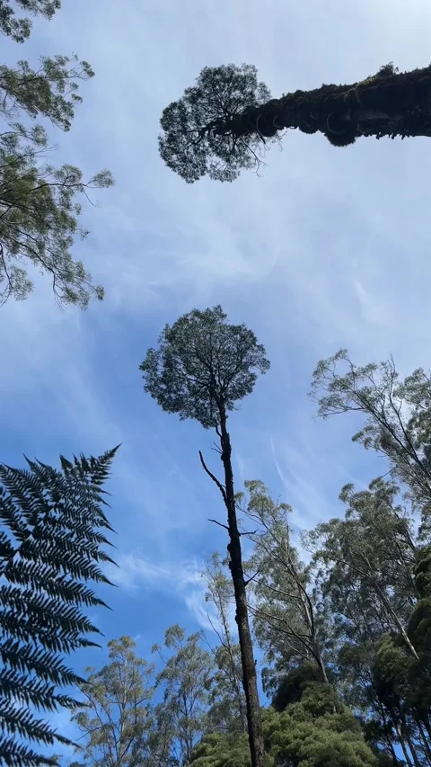 Vertical Low-Angle Shot Looking Up Through Tall Eucalyptus Trees and Fern Stock Footage 345777832
