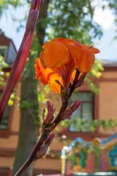 Vertical low angle shot of an orange flower against a building Stock Photos