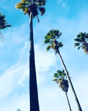 A vertical low angle shot of palm trees on the background of blue sky with ti Stockfoto's