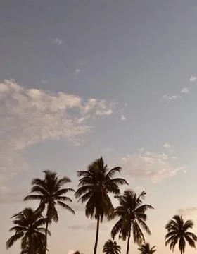 Vertical low angle shot of palm trees under a clear sky with tiny clouds Foto stock