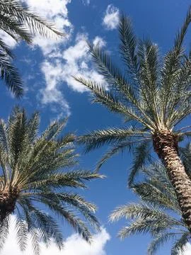 Vertical low angle shot of palm trees in a bright blue sky Stock Photos
