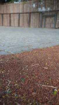 Vertical Low Angle Shot of Stone Paving Meeting Dark Red Leaf Mulch Фото