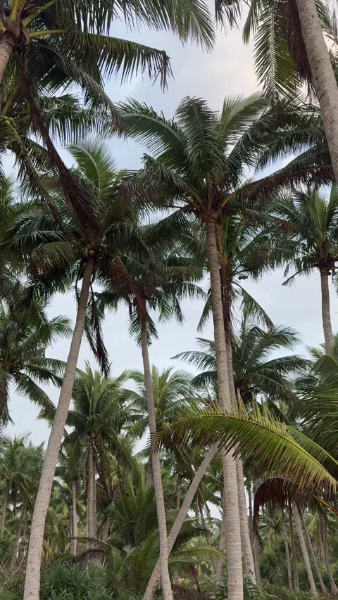 Vertical Low Angle Shot of Tall Coconut Palms and Blue Sky 4K Stock-Footage 331898165