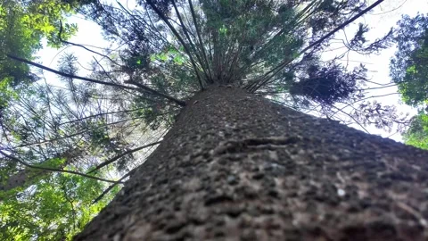Vertical Low Angle Shot of a Tall Pine Tree Trunk and Branches Stockbeeldmateriaal 334664279