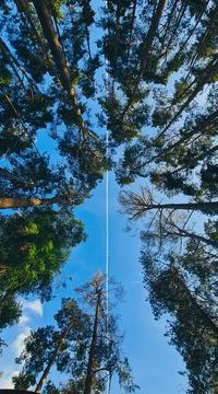 Vertical, low angle shot of tall trees shaping patterns in the sky Fotos de archivo