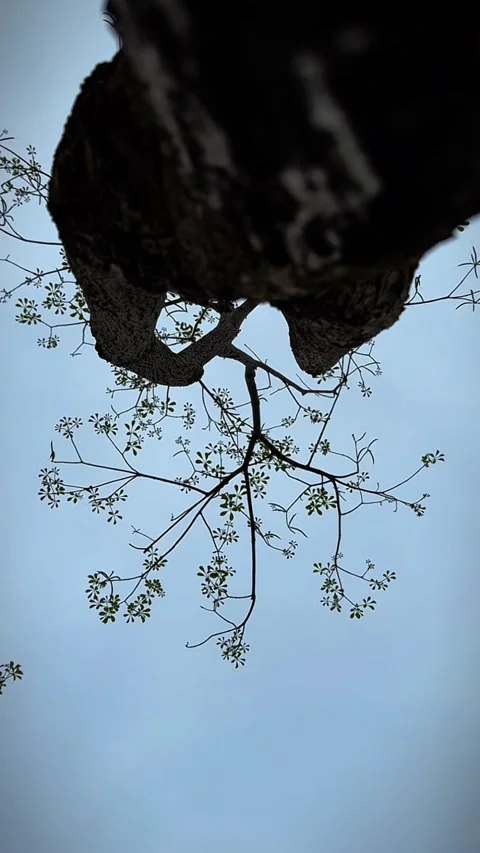 Vertical Low Angle Shot of Tree Trunk and Branches Against Blue Sky Stock Footage 332884017