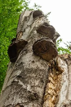 A vertical low angle shot of a tree trunk with fungi on it under a bright cle Stock Photos