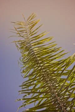 Vertical low angle shot of a tropical palm leaf against a pastel sky, with .. Stock Photos