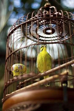Vertical low angle shot of a yellow parrot in a cage Stock Photos