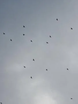 Vertical low angle view of birds flying against a grey cloudy sky 库存照片