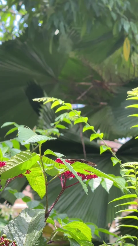Vertical Low Angle View Of Blue Glassy Tiger Butterfly On Green Leaf Stock Footage 347460374