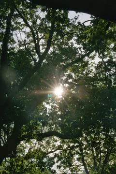 Vertical Low Angle View of Bright Sunburst Through Green Tree Canopy Stock Photos