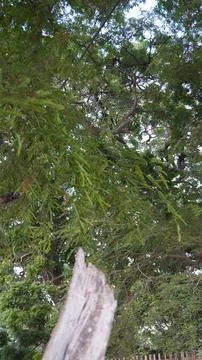 Vertical Low Angle View Looking Past Grey Wooden Stump Into a Canopy Fotos de archivo