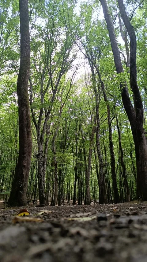 Vertical Low Angle View of Lush Green Forest with Tall Trees Stock Footage 344231093