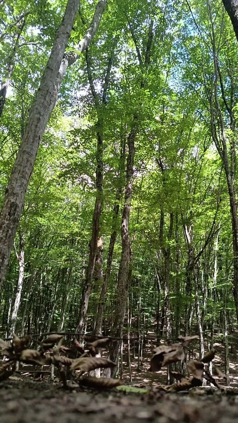 Vertical Low Angle View of Lush Green Forest with Fallen Leaves Stock Footage 344231734