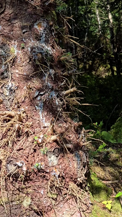 Vertical low angle view of old tree trunk with dry knots and shadows Stock Footage 344472197