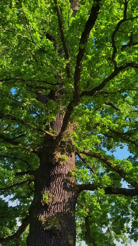 Vertical low angle view of tall oak tree with vibrant green leaves. Vídeo Stock 339225486
