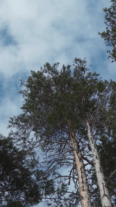 Vertical low angle view of tall pine trees tops against cloudy blue sky Stock Footage 348148341