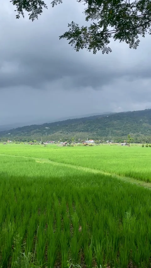 Vertical Lush Green Rice Field with Dramatic Rainy Sky Stock Footage 337453030