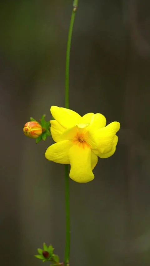 Vertical Lush yellow winter jasmine blooming in garden 動画素材 332576945