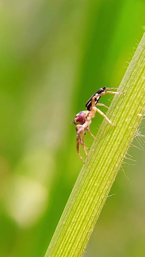 Vertical Lynx Spider (Oxyopes) Perching Plant Stem 4K Slow Motion Vídeo Stock 346401771