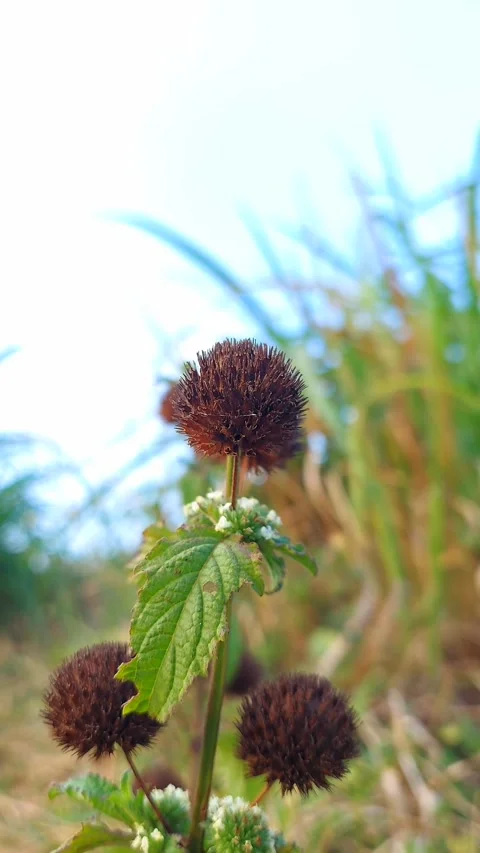Vertical Macro 4K of Dried Lion's Ear Flower in the Wind Vidéo 319341479