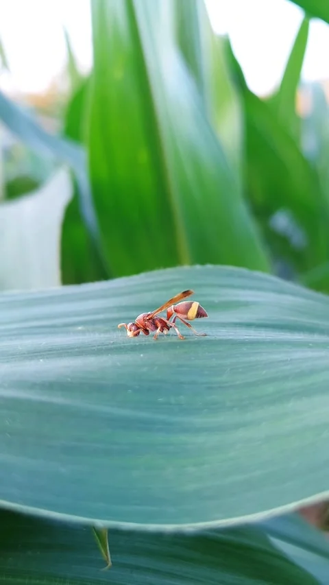 Vertical Macro 4K of Paper Wasp Crawling on Green Corn Leaf Video stock 319341625
