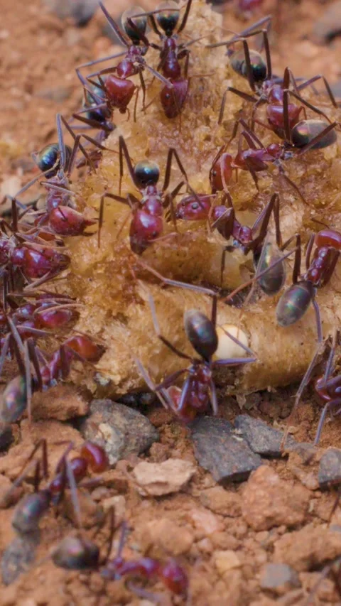 Vertical Macro of Ants Swarming Bread on Reddish Soil Stock Footage 326746390