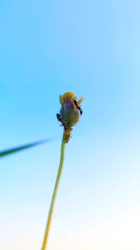 Vertical macro of black ants on yellow flower bud with clear blue sky copy space Video stock 319463031