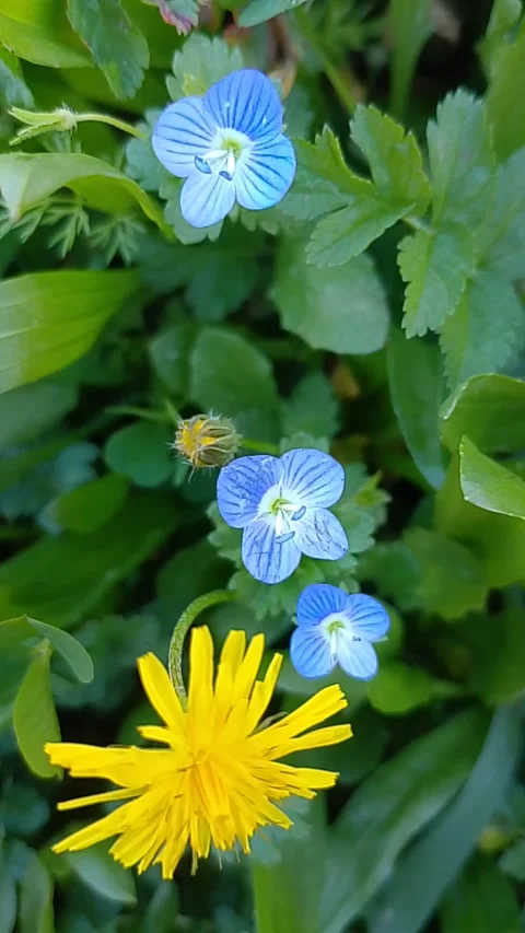 Vertical Macro of Blue and Yellow Wildflowers in Spring Garden Vídeos de archivo 328939550