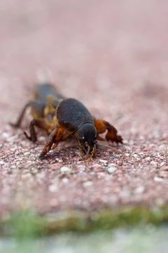 Vertical Macro Close Up of a Brown Mole Cricket Crawling on the Ground Stock Photos