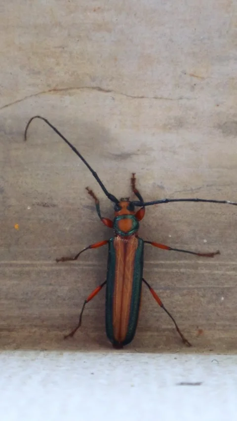 Vertical Macro Close-Up of Colorful Longhorn Beetle 스톡 동영상 342928528