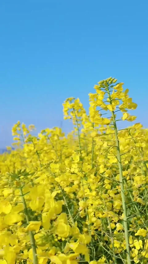 Vertical Macro Close-up Flow over Intricate Yellow Rapeseed Petals and Stame Video stock 331616557