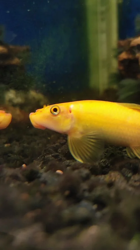 Vertical Macro Close-Up of Golden Chinese Algae Eater 스톡 동영상 342928531