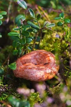 Vertical Macro Close Up of an Orange Wild Mushroom and Lingonberry Leaves Stock Photos