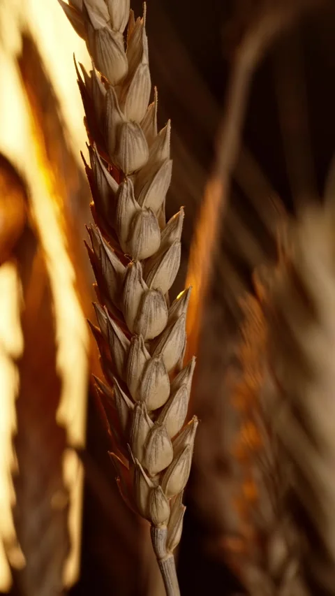 Vertical macro close up of wheat grain crop and corn on golden farm field in Stock Footage 270243880