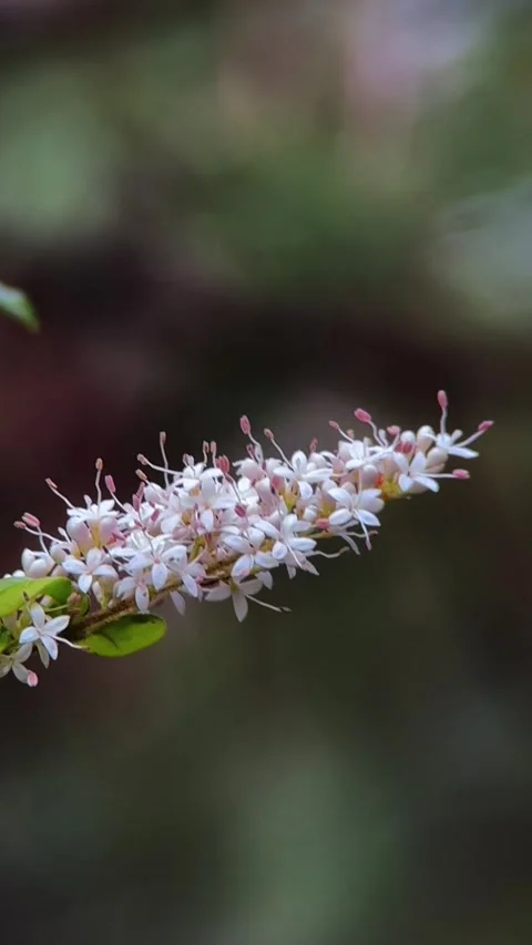 Vertical Macro Close Up of White Flowers 스톡 동영상 334772265