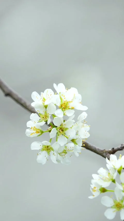 Vertical Macro Close Up of White Spring Blooms 库存影片 332748271