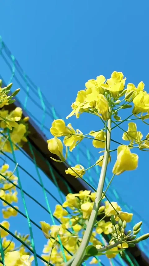 Vertical Macro Close-up of Yellow Rapeseed Flower Vídeos de archivo 331488718