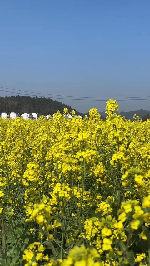 Vertical Macro Close-up of Yellow Rapeseed Petals and Stems Video stock 331546638