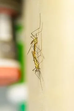 Vertical macro of crane flies mating on a smooth wall surface Stock Photos