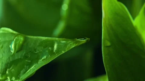 Vertical macro of dripping drop of water slowly flowing down on fresh leaf Stock Footage 246958479