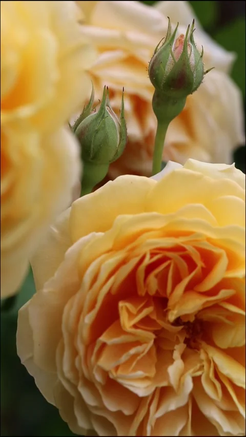 Vertical macro of English climbing rose swaying in breeze, layered petals in Stock Footage 313728711