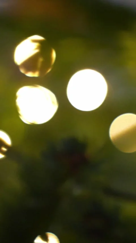 Vertical macro of evergreen pine needles with warm fairy lights in soft bokeh Stock Footage 325685290