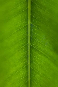 Vertical macro, extreme close-up, shot of a green ficus leaf showing nerves.. Stock Photos