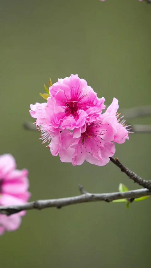 Vertical Macro Focus on Two Pink Peach Flowers Stock Footage 331421770