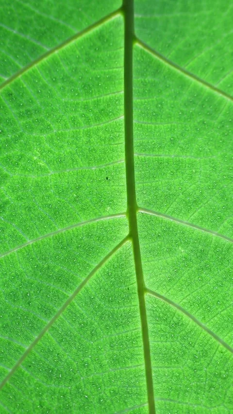 Vertical Macro Footage of Backlit Green Leaf Veins and Midrib Texture Stockbeeldmateriaal 345508048