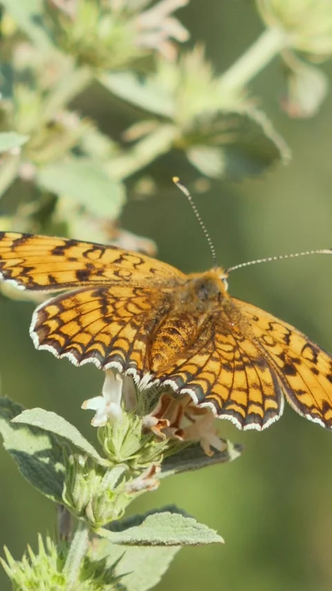 Vertical macro footage of a checkerspot insect sitting on wild green foliage Stock Footage 341647399